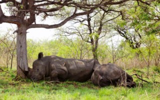 thornybush [320x200]